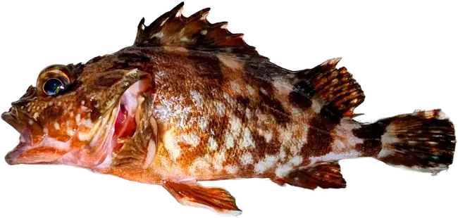 :kasago: