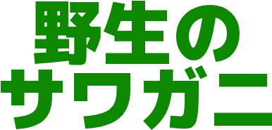 :yasei_no_sawagani: